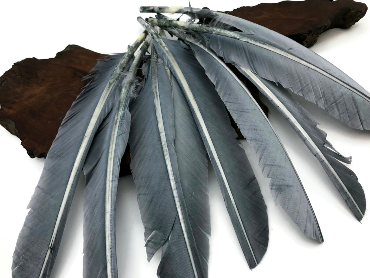 6 Pieces Grey Turkey Pointers Primary Wing Quills