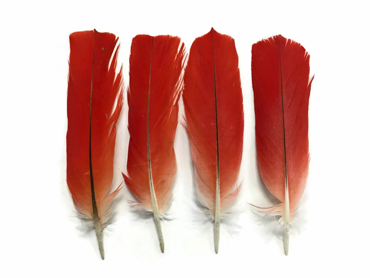 Red feathers Stock Photos, Royalty Free Red feathers Images