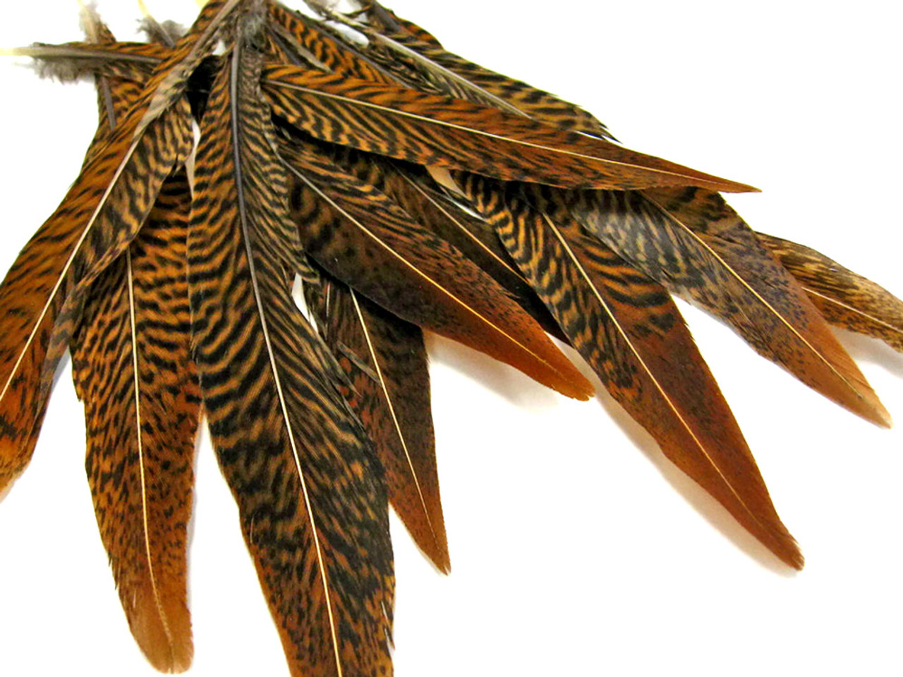 Natural Pheasant Feathers (16-18 inches) - Feathers - Basic Craft