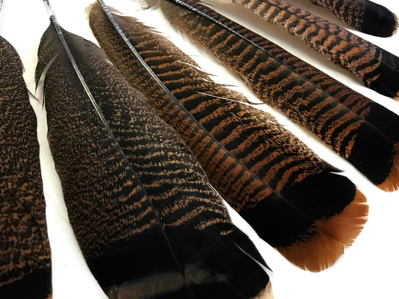 Premium Turkey Tail Feather – Natural