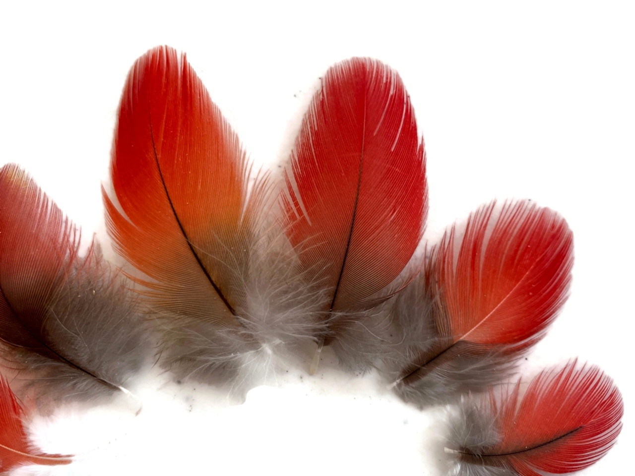240,800+ Red Feathers Stock Photos, Pictures & Royalty-Free Images