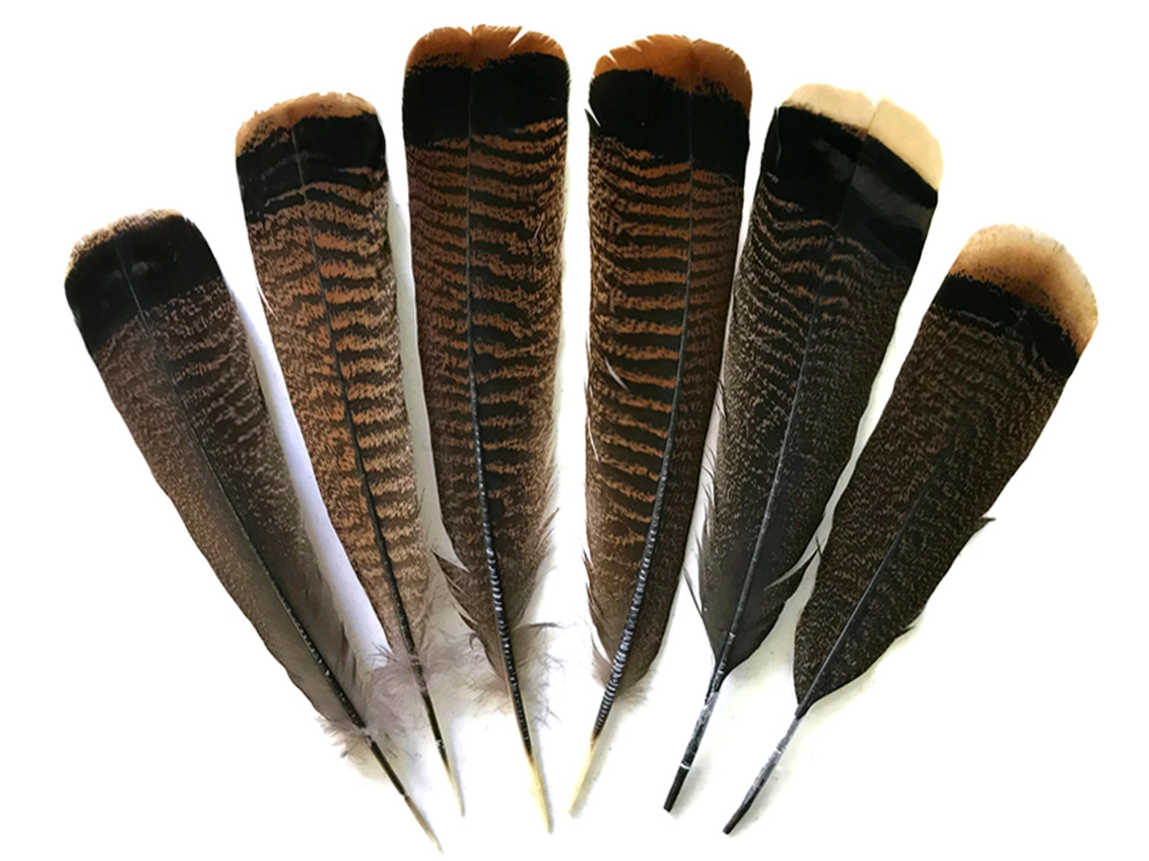 Native Crafts Wholesale - Now Open to the Public!: Barred Turkey