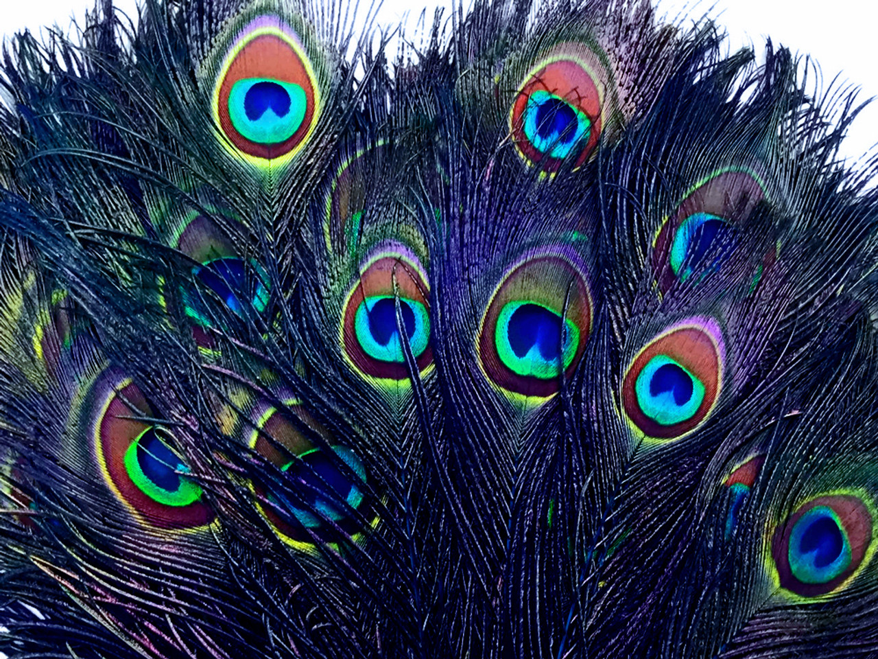 100 Pieces 20-25 Royal Blue Peacock Tail Feathers