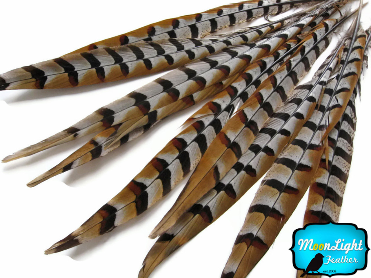 Natural Reeves Pheasant Feather 35-40 inches by the Piece