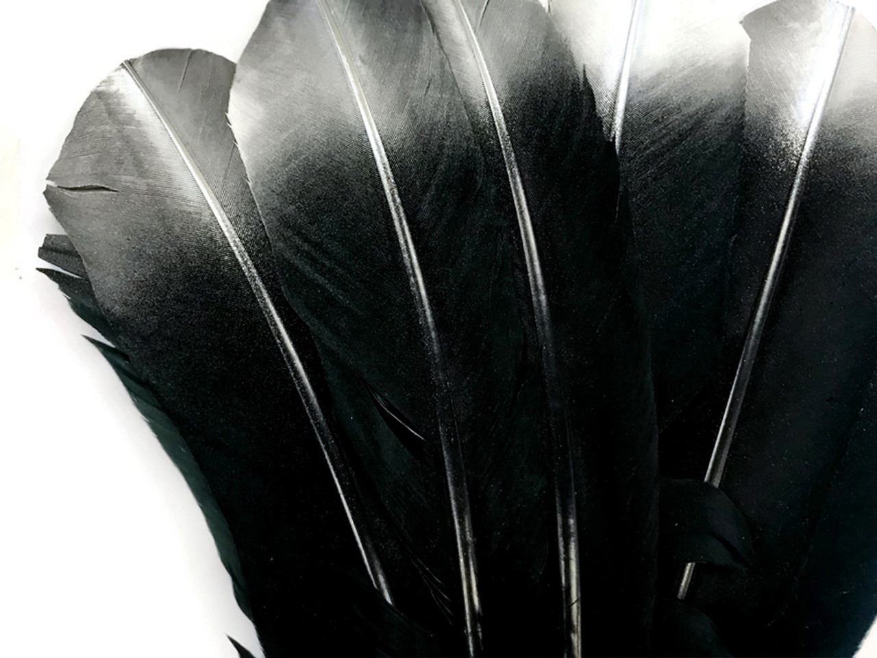 White Tip Black Wing Feathers - 6 Piece