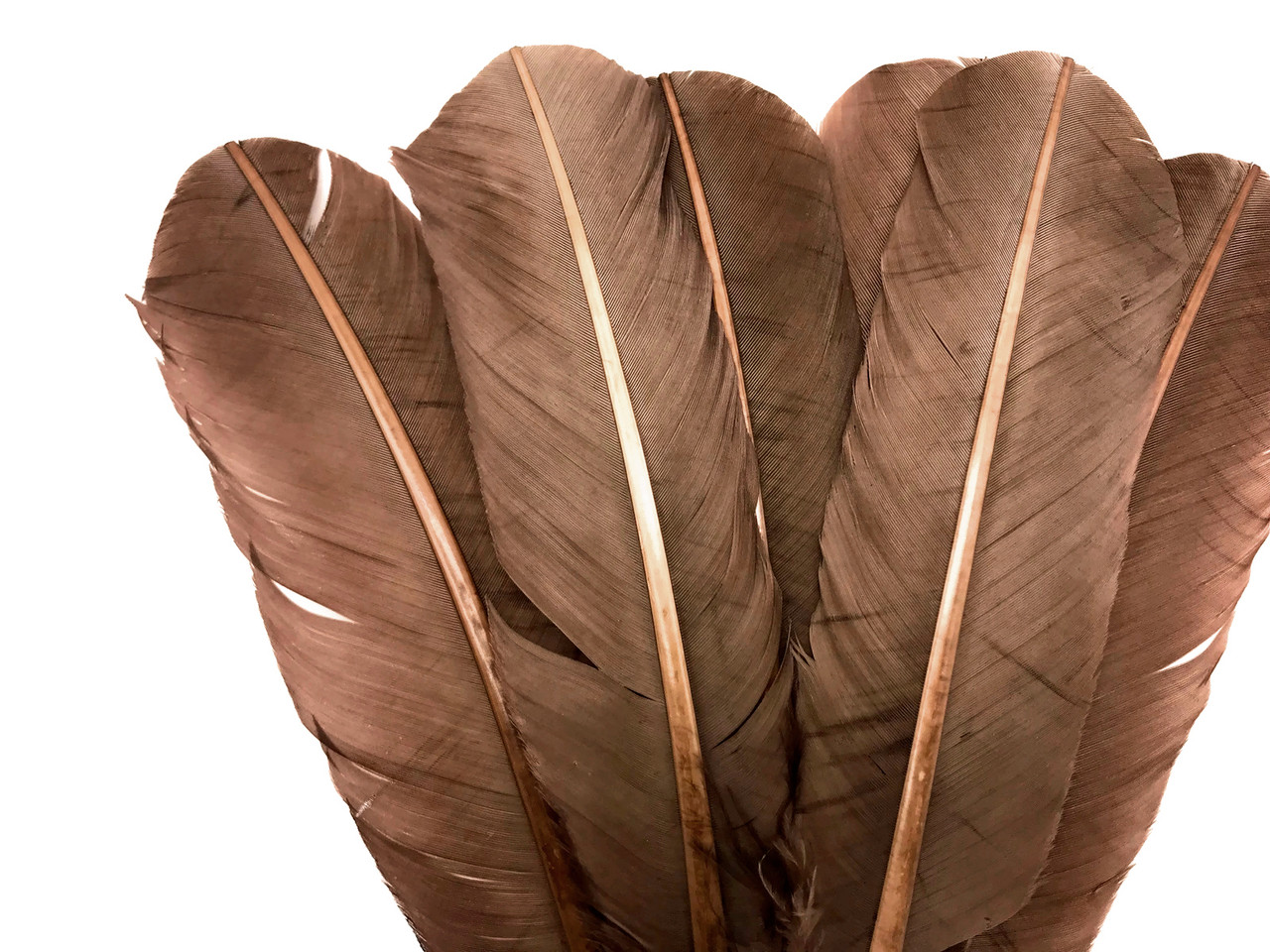 1/4 lb. - Light Brown Turkey Tom Rounds Secondary Wing Quill Wholesale Feathers (Bulk)