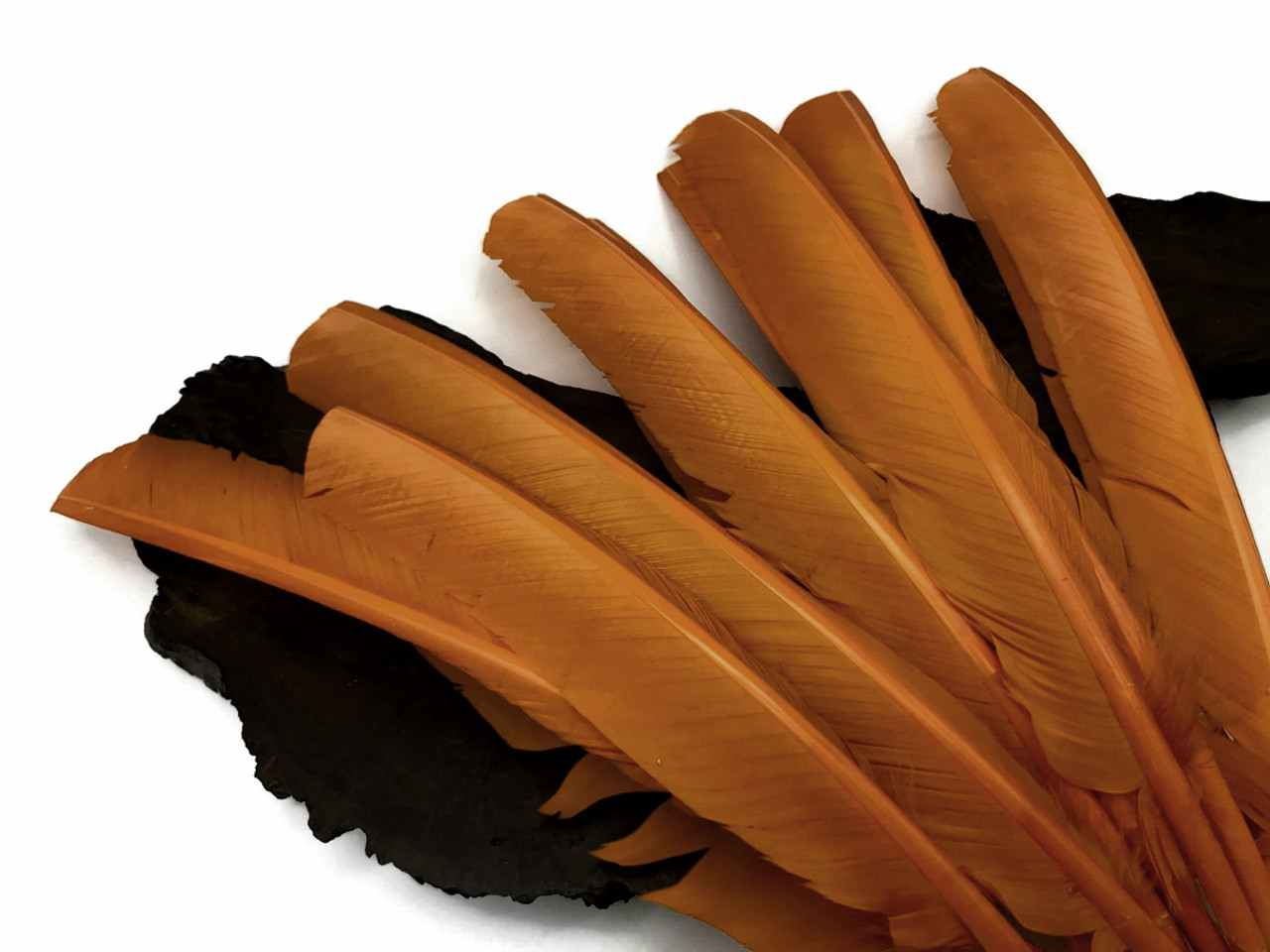6 Pieces light Brown Turkey Pointers Primary Wing Quills
