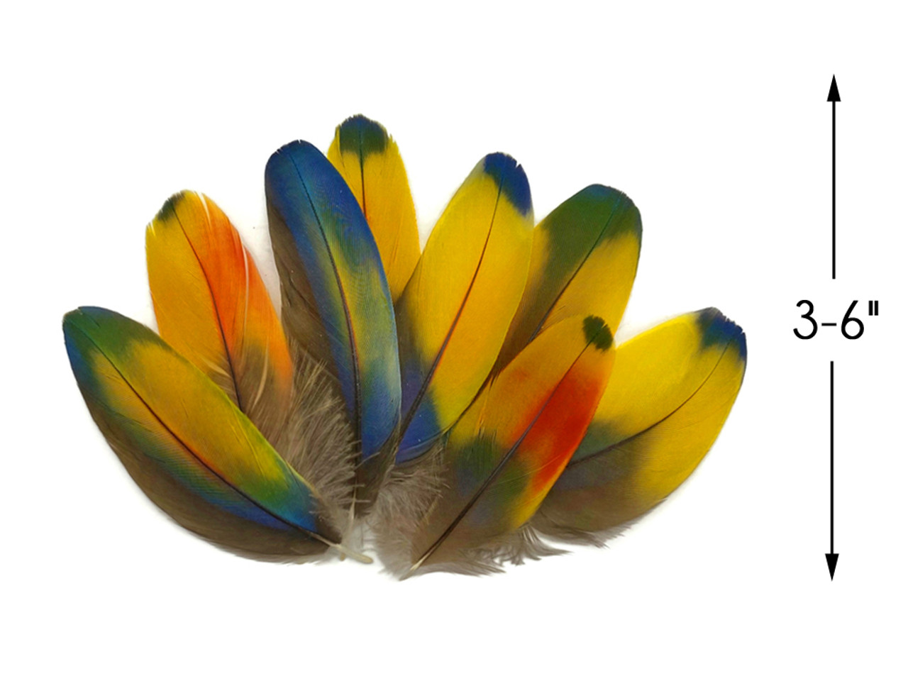 4 Pieces - Jewel Multicolor Iridescent Scarlet Macaw Large Body Plumage  Feathers Ethically Sourced Cruelty Free Craft Supply