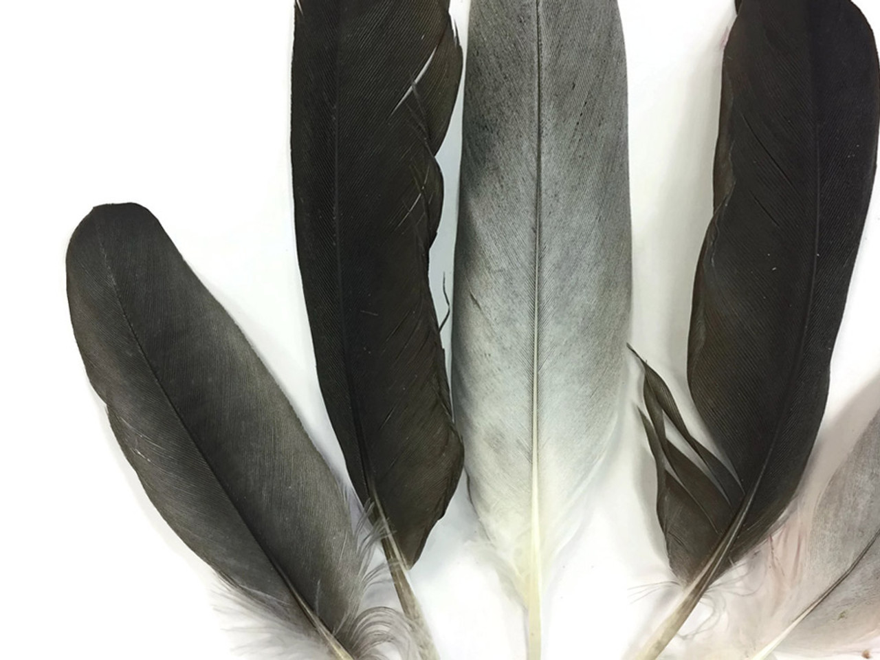 6 Pieces - 1-2 Natural Red Small African Grey Parrot Body Plumage Feathers  - Rare- Fly Tying Craft Supply| Moonlight Feather