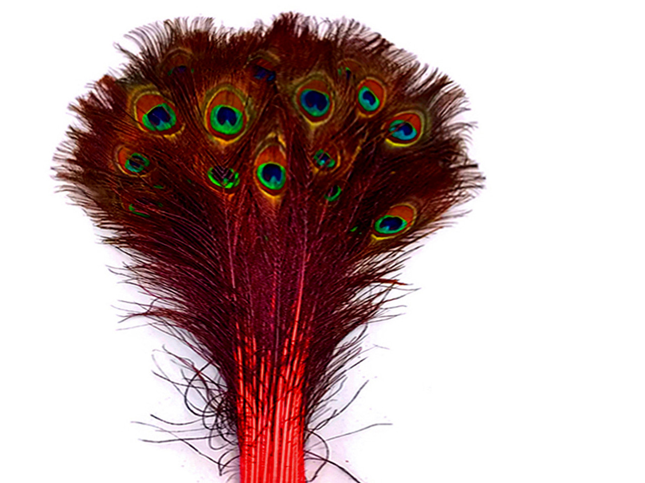 Peacock Feather Best Quality at Rs 700/pack