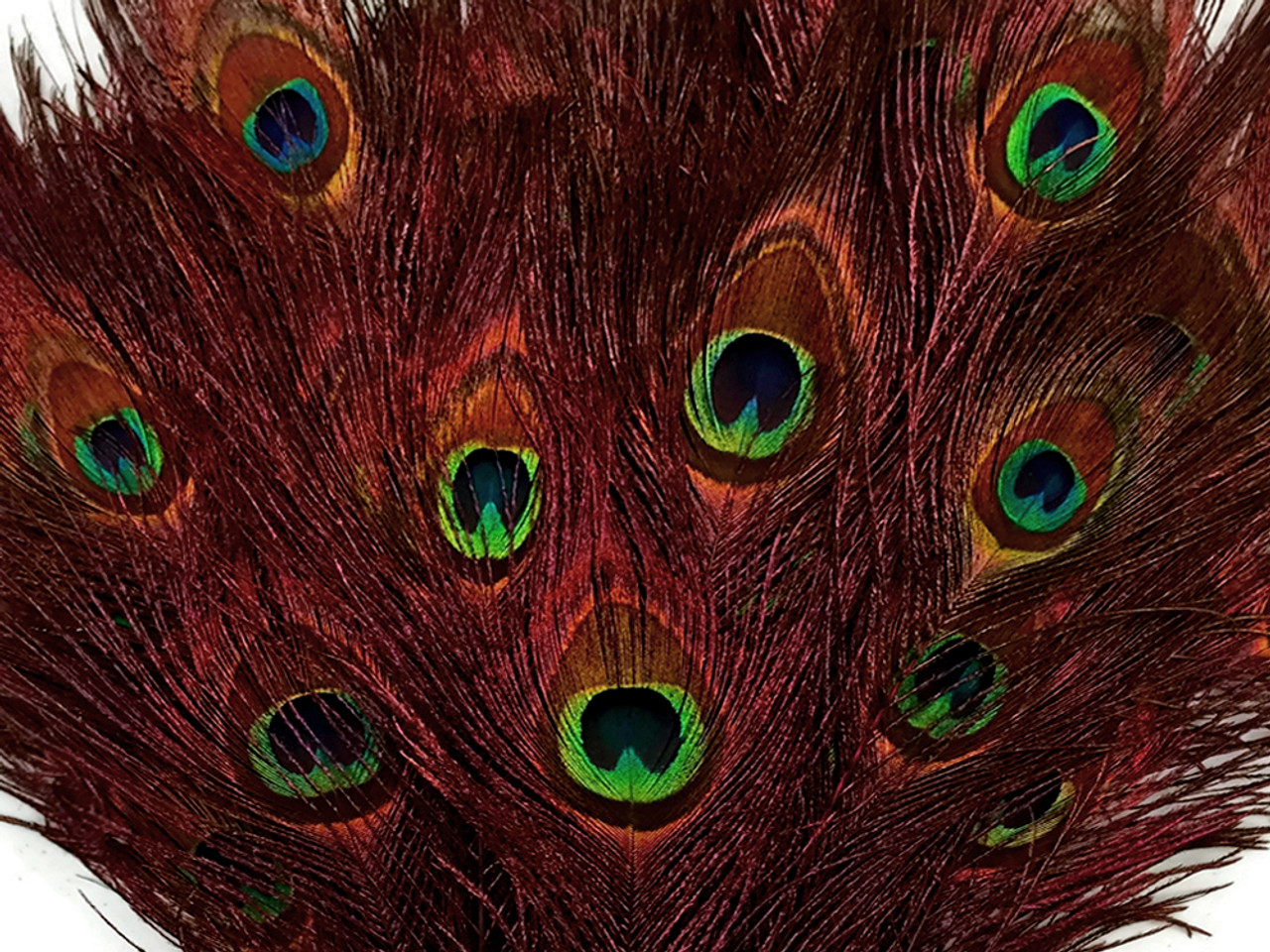 Red peacock feathers color plumage - Shamudy