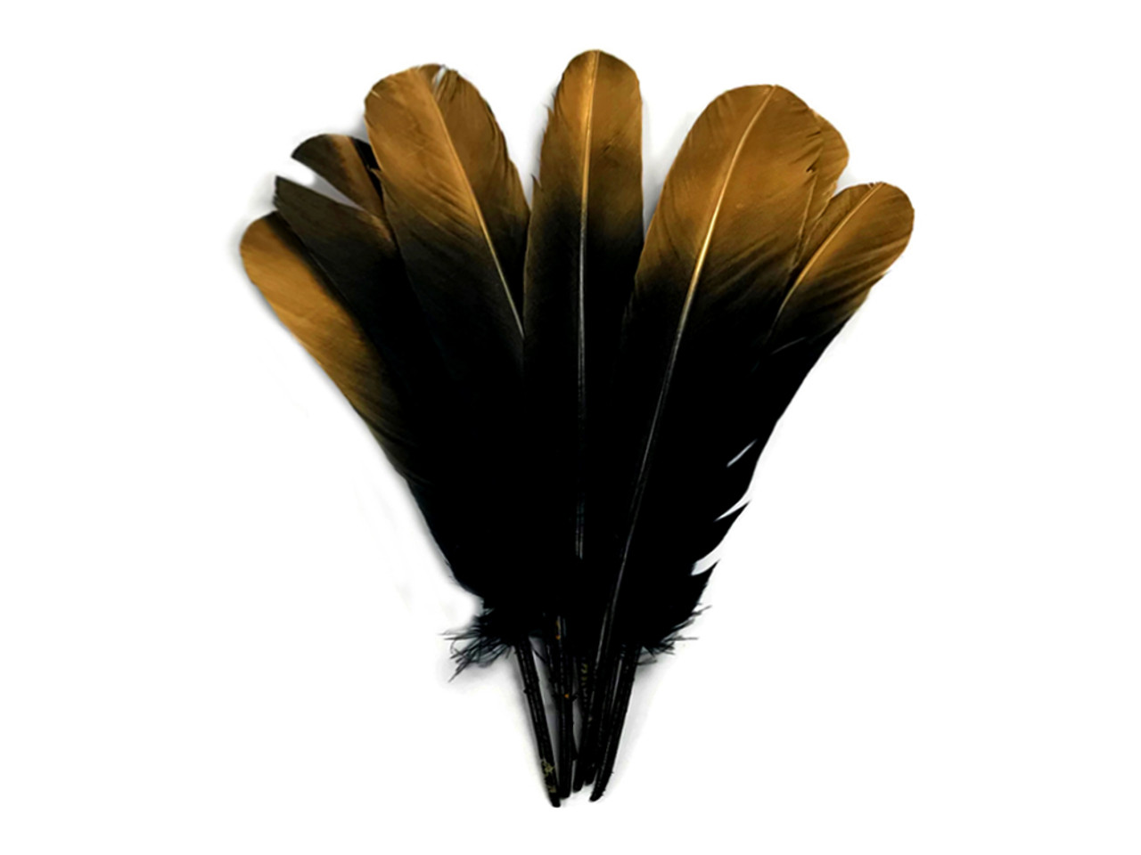 White Tip Black Wing Feathers - 6 Piece