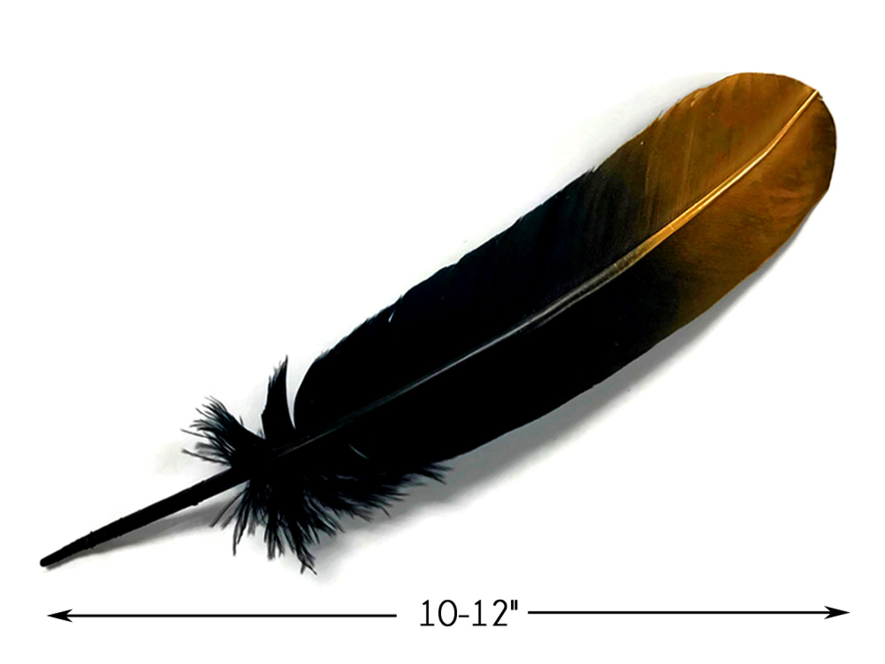 Black with Metallic Gold Tip Quill Feathers by the Pound