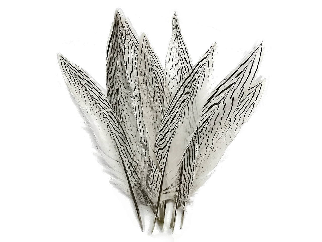 Turkey Plume Black White Pheasant Feathers Natural 28-33Cm / 10-12