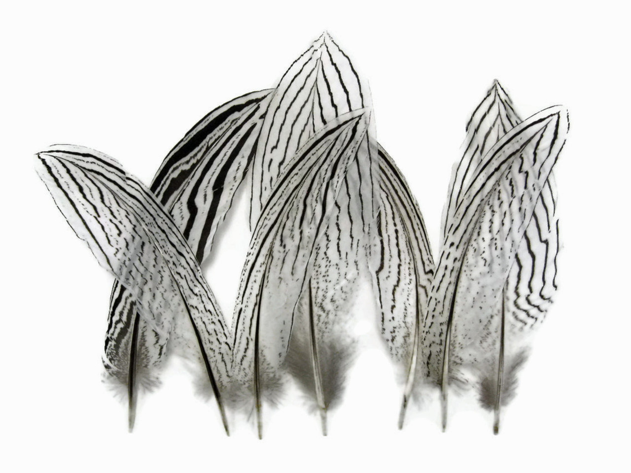 Silver Pheasant Tail Feathers, 30+ inches long, by the piece or per 10 –  Schuman Feathers