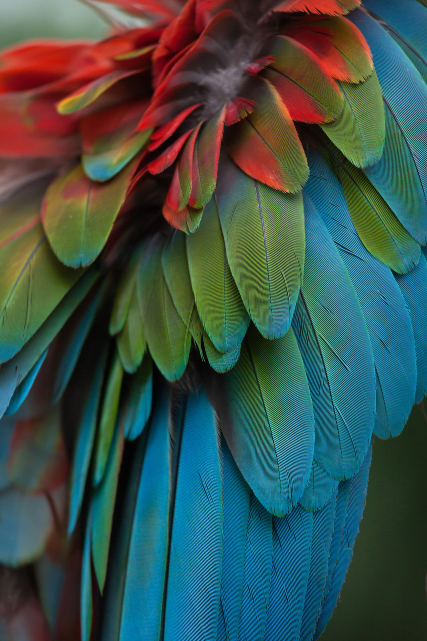 Macro photograph of the feathers of a Blue-and-Yellow Macaw