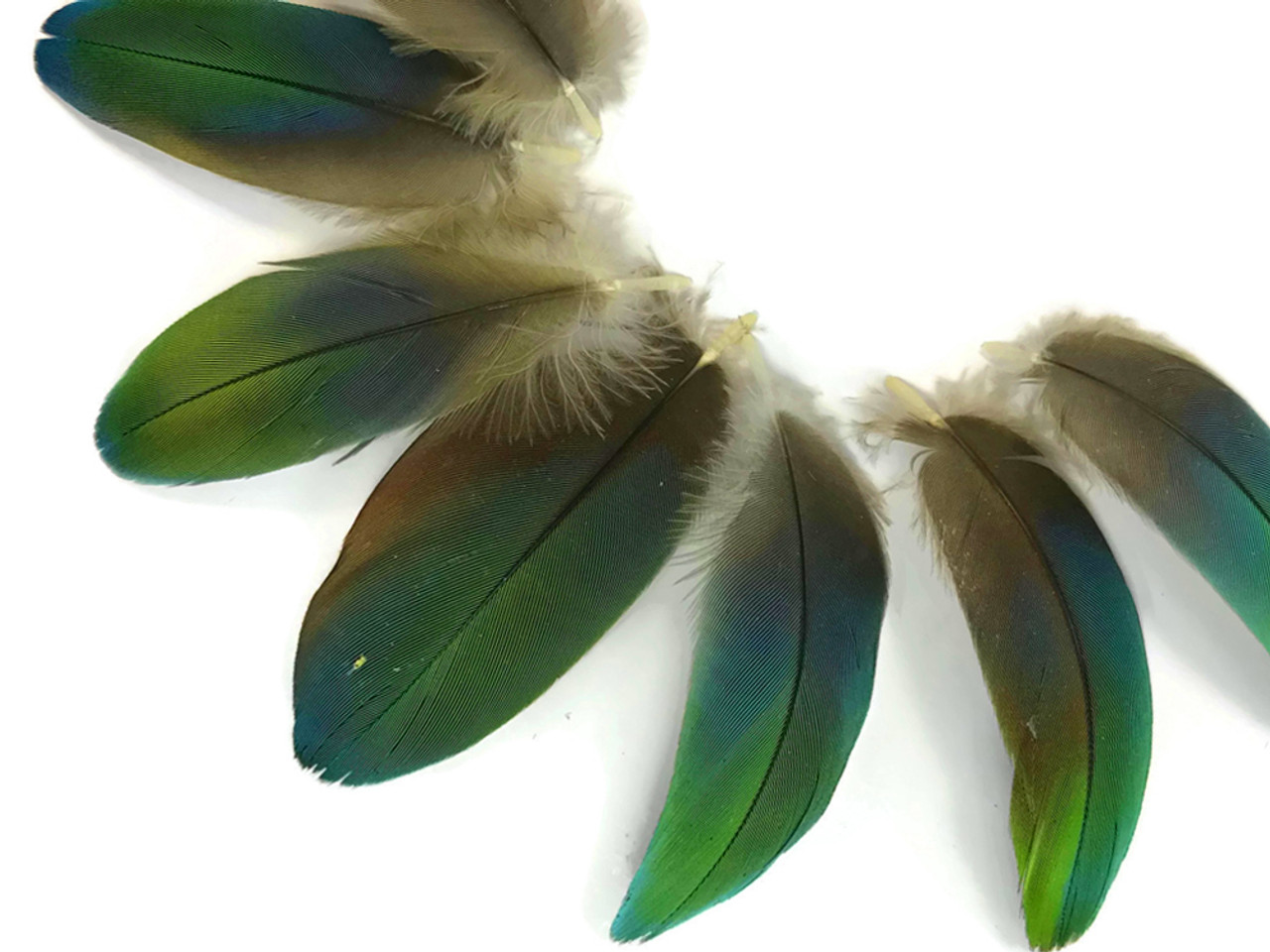 4 Pieces - Ombre Green & Blue Greenwing Macaw Plumage Feathers - Rare