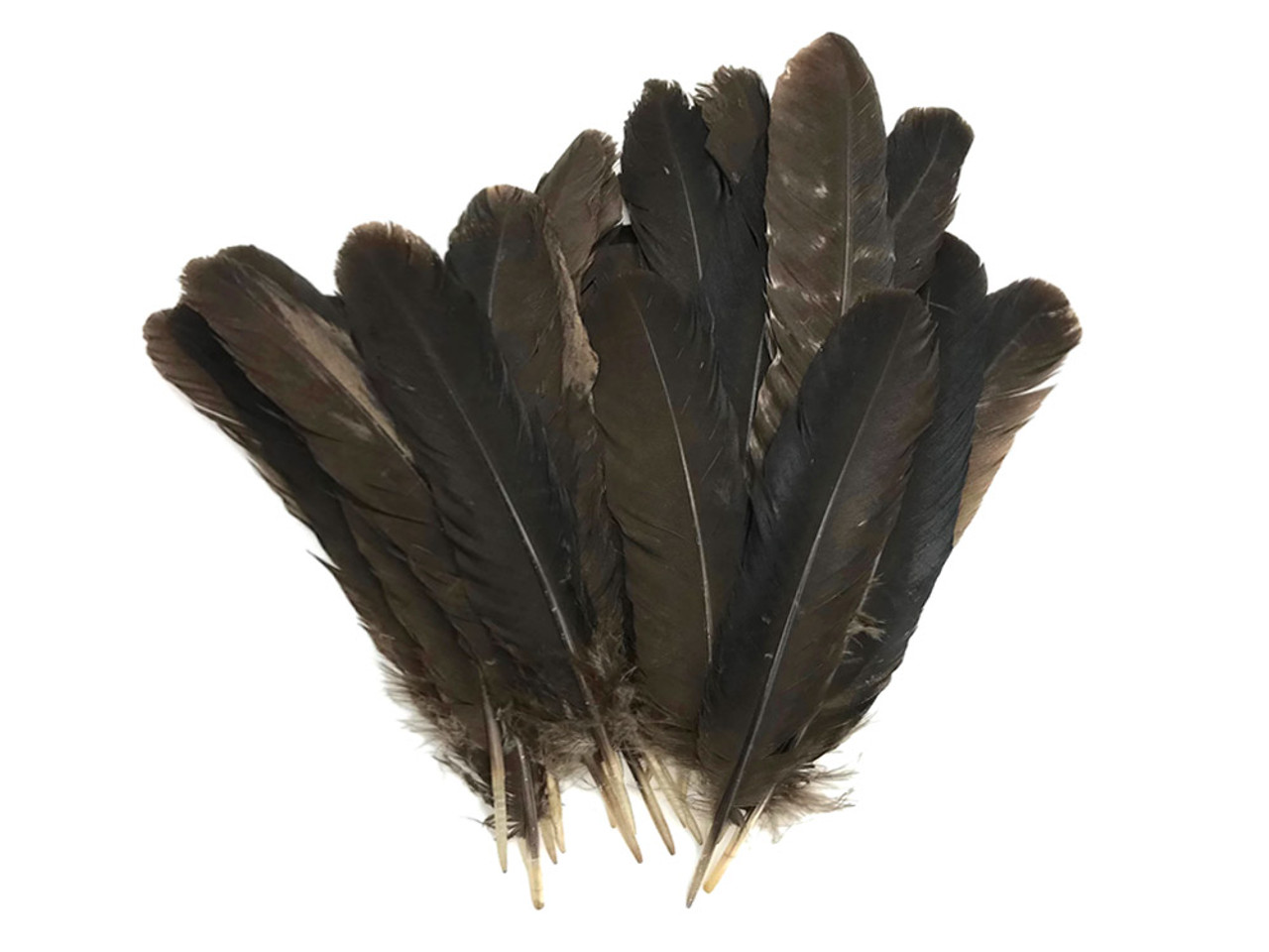6 Pieces - Light Brown Turkey Rounds Secondary Wing Quill Feathers