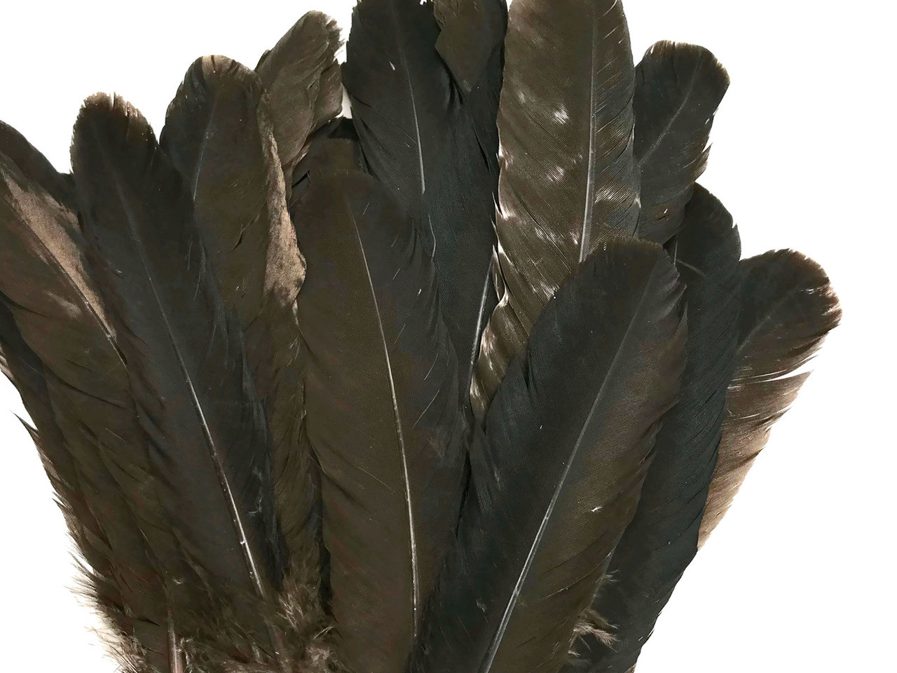 6 Pieces - Natural Barred Wild Turkey Rounds Wing Quill Feathers