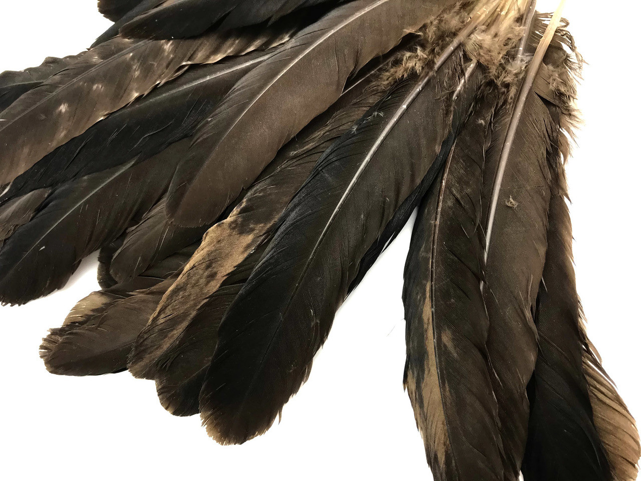 Faux Feathers: Incredible Hunk of Hematite Mimics Bird Wing