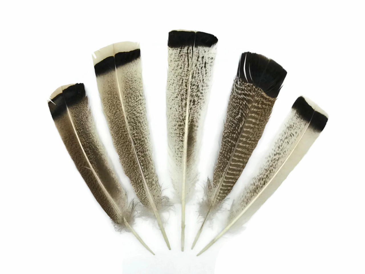  Moonlight Feather  50 Pieces - Turkey Feathers