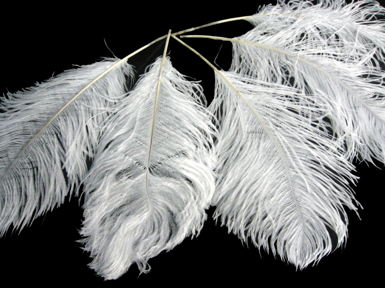 Moonlight Feather 50 Pieces - 12-16 White Ostrich Tail Centerpiece Costume Feathers Wedding Party