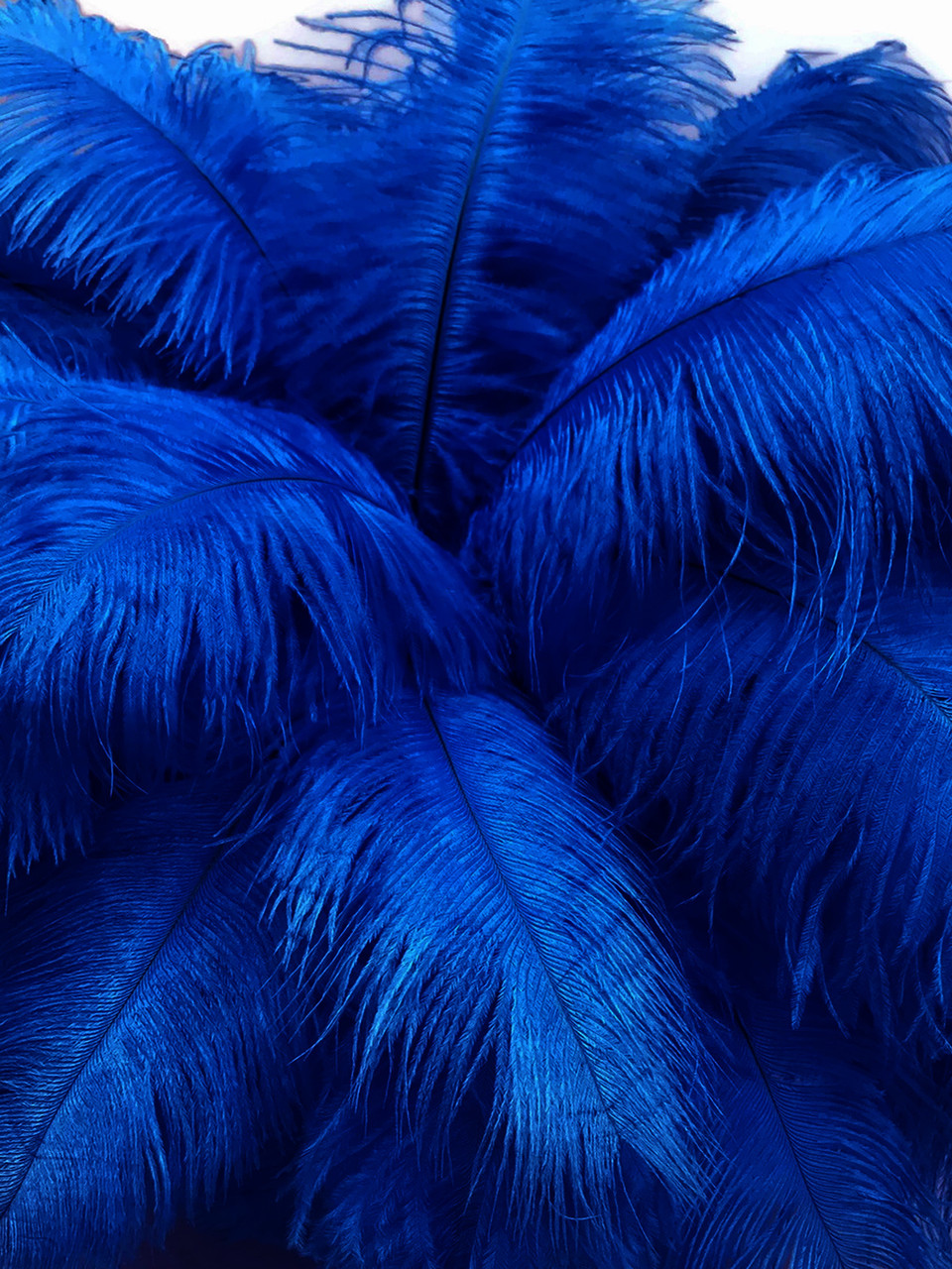 Blue Feathers, 20 Pieces 12-18 Royal Blue Mini Ostrich Spads Chick