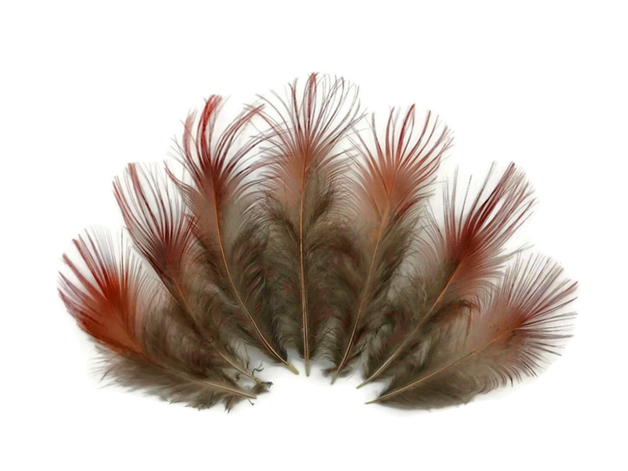 Pheasant Feathers Wholesale Craft Feathers Cheap but Excellent