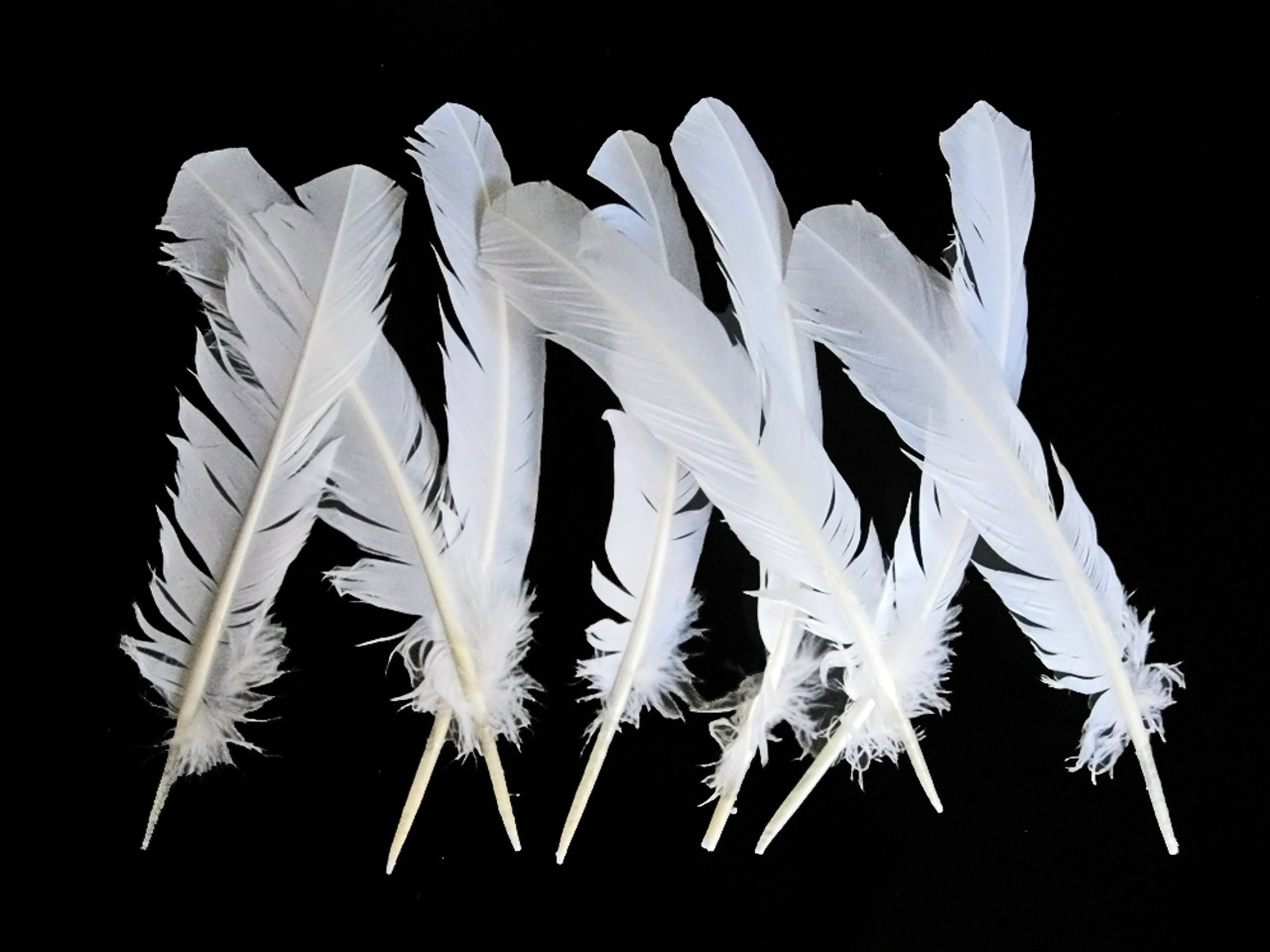 White with Black Tip Quill Feathers by the Pound