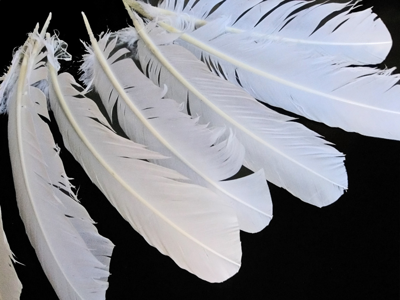 White Turkey Quill Feathers - Bulk Mixed lb