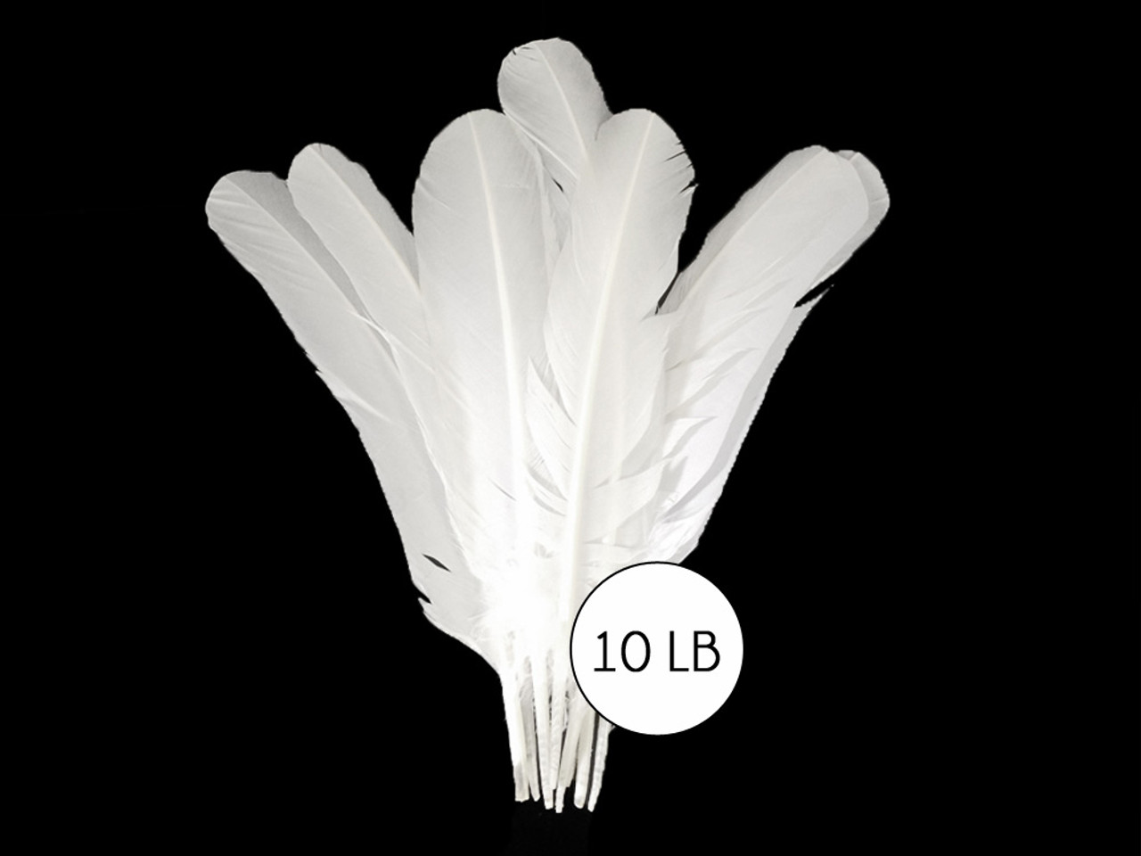 10 Lbs. - White Turkey Rounds Wing Quill Wholesale Feathers (Bulk)