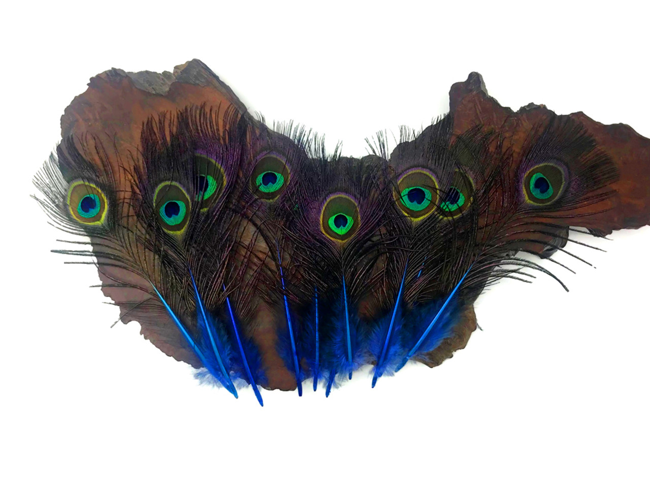 50 Pieces - Turquoise Blue Mini Natural Peacock Tail Body with Eyes Wholesale Feathers (Bulk) Halloween Costume Craft Supplier | Moonlight Feather