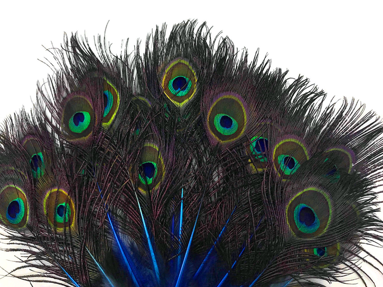 50 Pieces - Royal Blue Mini Natural Peacock Tail Body With Eyes Wholesale  Feathers (Bulk)