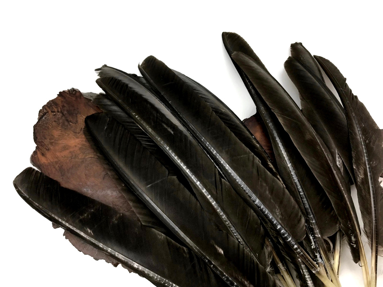  Moonlight Feather  50 Pieces - Turkey Feathers