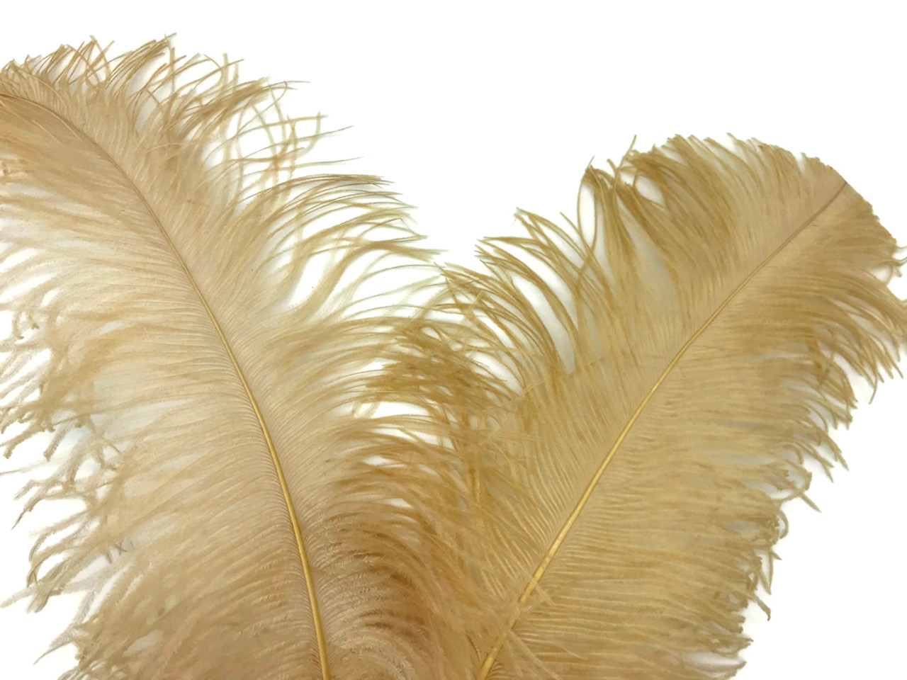 Gold Ostrich Feathers, 10 Pieces 18-24 Antique Gold Large Prime Grade  Ostrich Wing Plume Centerpiece Feathers : 5056 