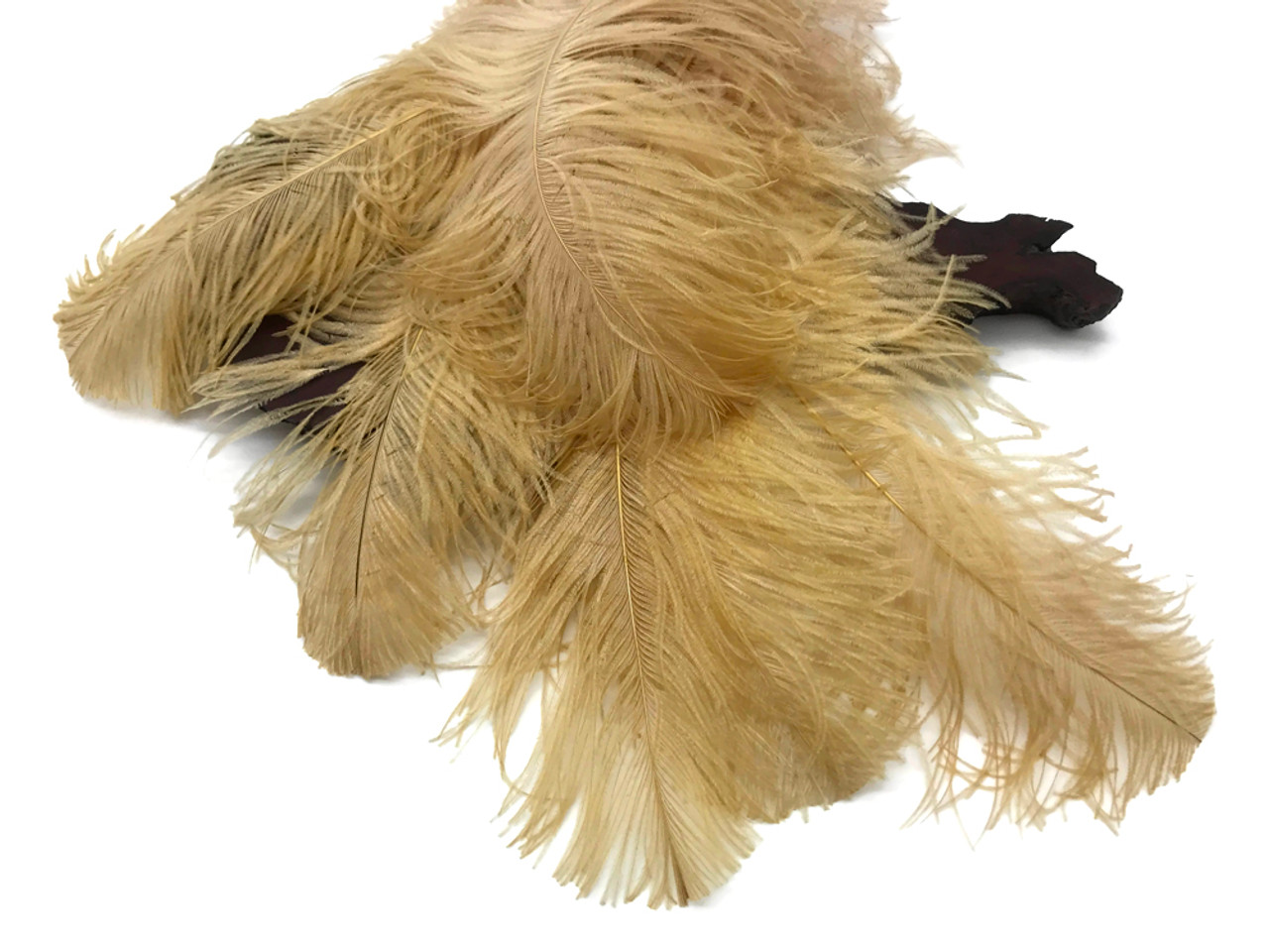 1/2 Lb. - 18-24 Cream Large Ostrich Wing Plume Wholesale Feathers (Bulk)  Wedding Centerpiece Party Supply | Moonlight Feather