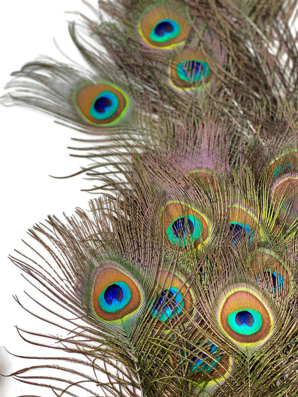 Garvest Natural Peacock Feathers – 10 to 12-Inch Eyed Peacock Tail