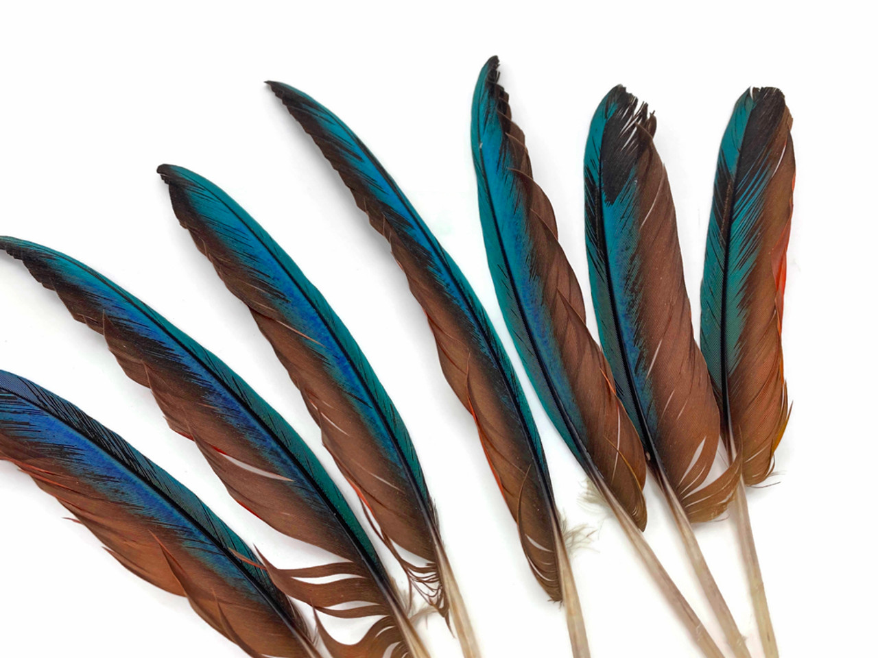 STRUNG PEACOCK HERL - Fly Tying Feathers - 6-8 In. Long - KINGFISHER BLUE -  NEW!