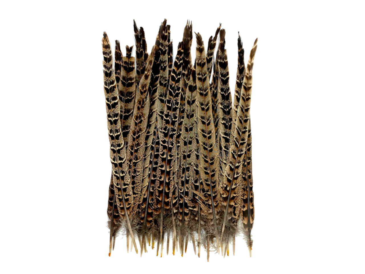 Pheasant Natural Ringneck Feathers for Sale Online