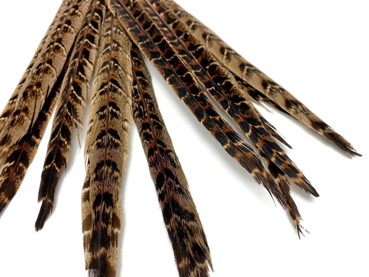 Touch of Nature Ringneck Pheasant Feathers 8-10 6pc