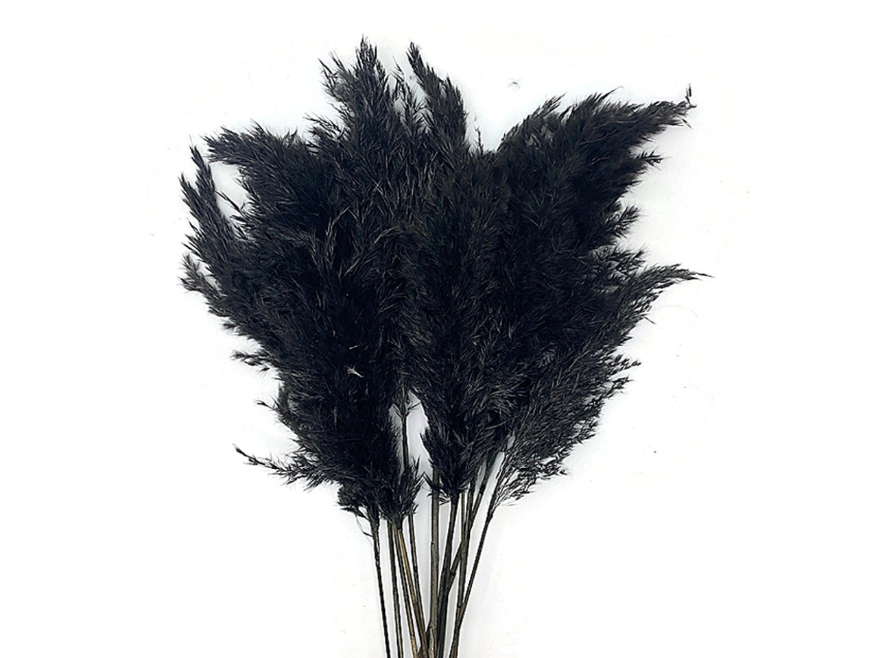 5 Pieces - 18-20 Dyed Black Preserved Dried Plume Pampas Reed Grass