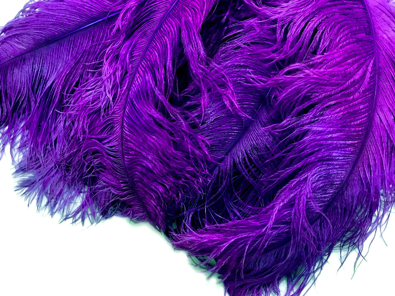 15 Purple Feather Plume