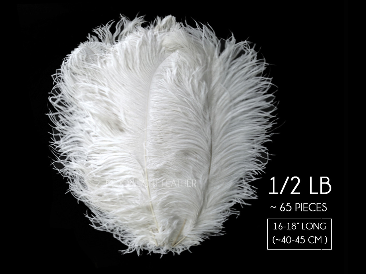 1/2 Lb. - 18-24 Cream Large Ostrich Wing Plume Wholesale Feathers (Bulk)  Wedding Centerpiece Party Supply | Moonlight Feather