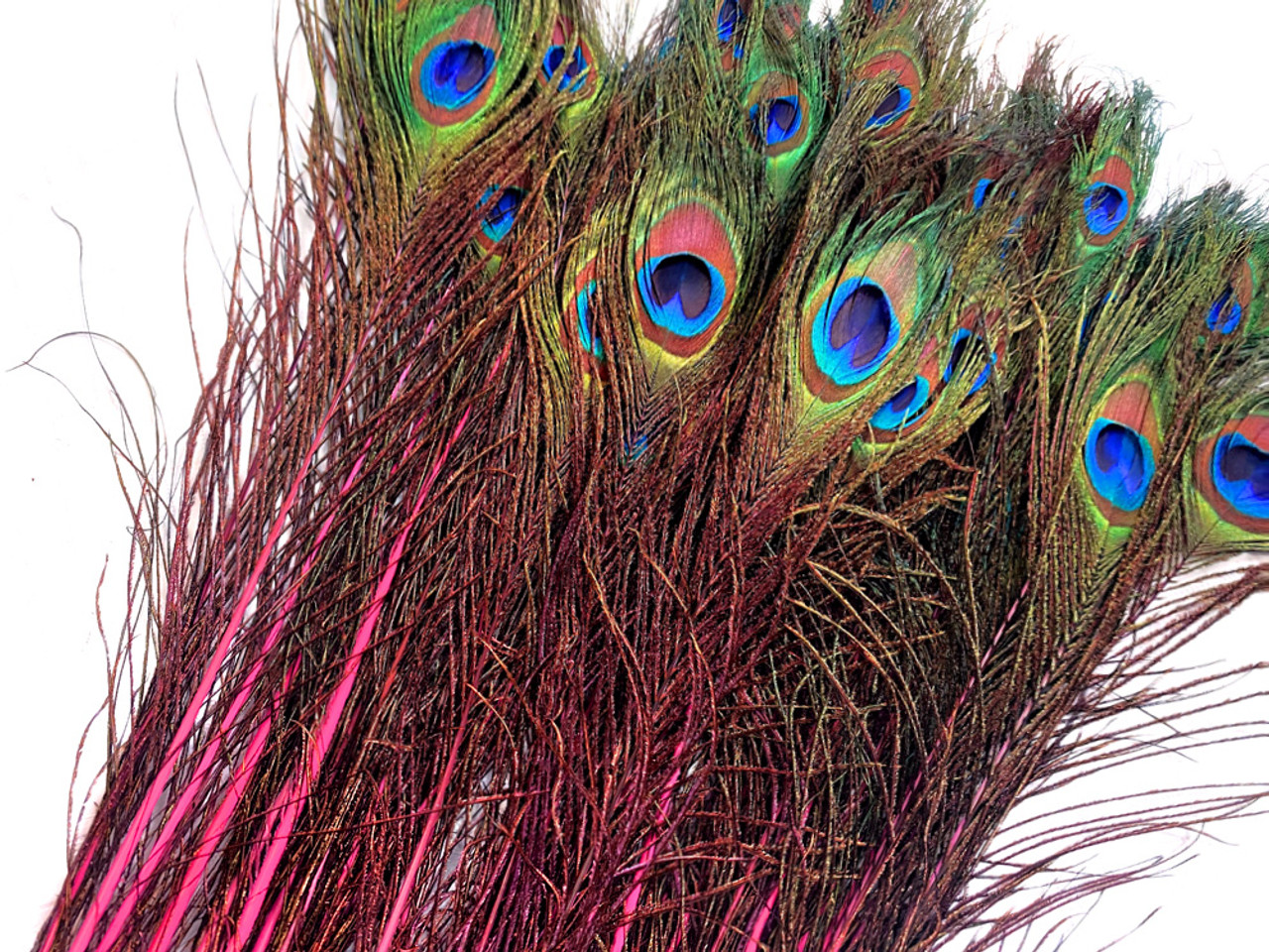 Peacock Feathers (Bulk) | 25-40 Tail Eyes | Candy Pink