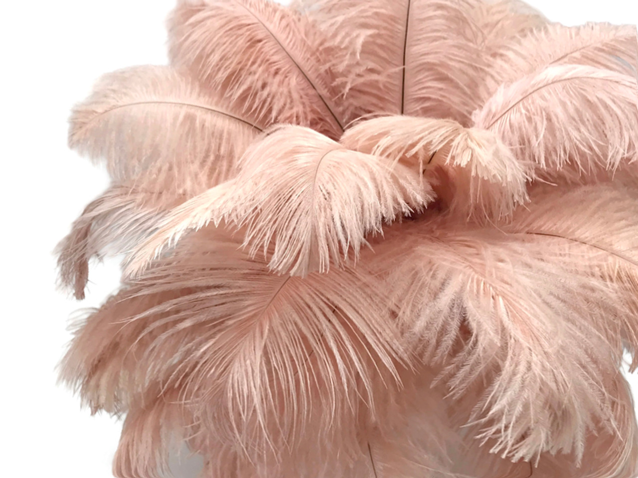 1/2 Lb. - 19-24 Off White Ostrich Extra Long Drab Wholesale Feathers (Bulk)