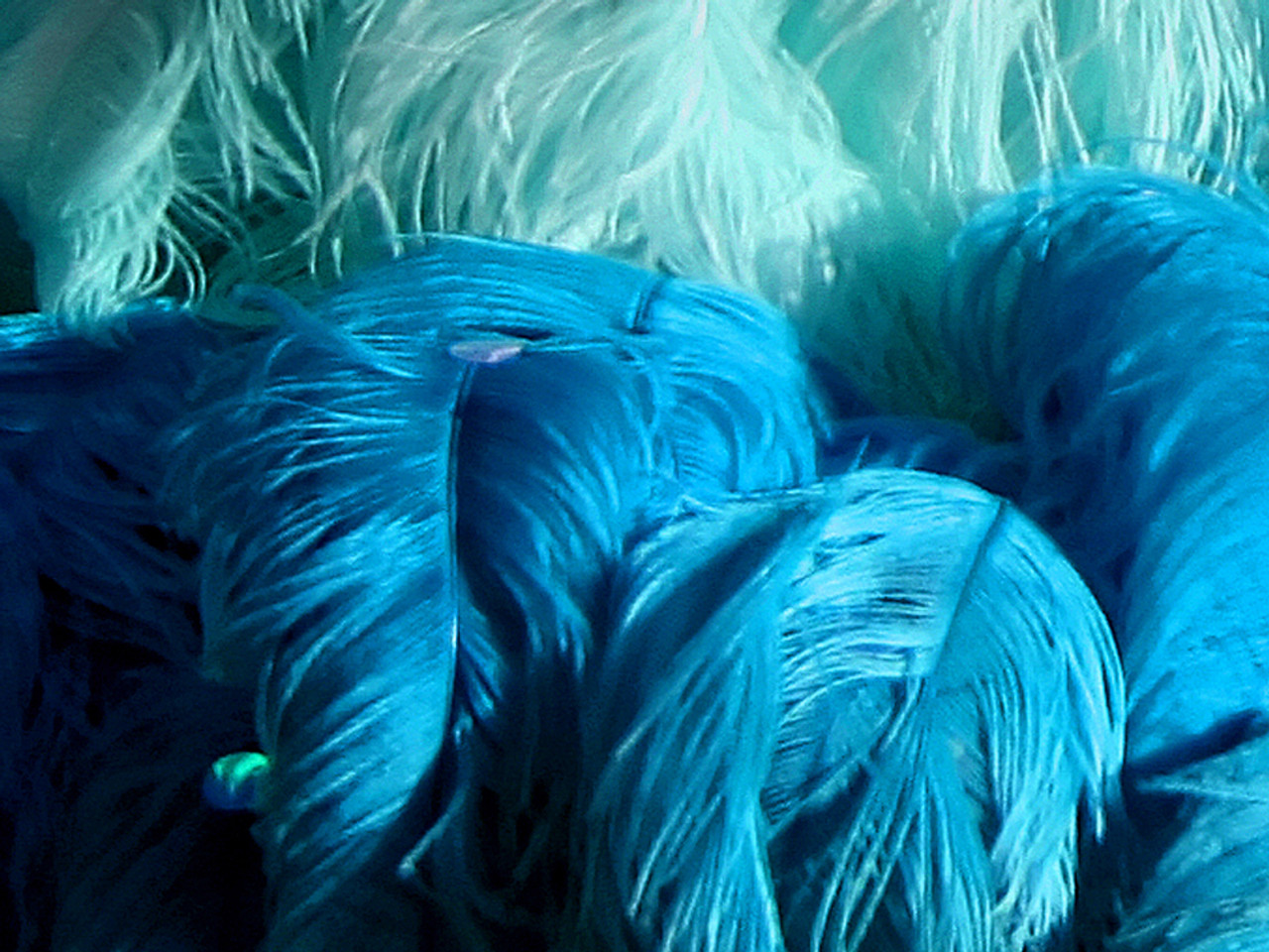 1/2 Lb. - 25-29 Royal Blue Large Ostrich Wing Plume Wholesale Feathers  (Bulk)