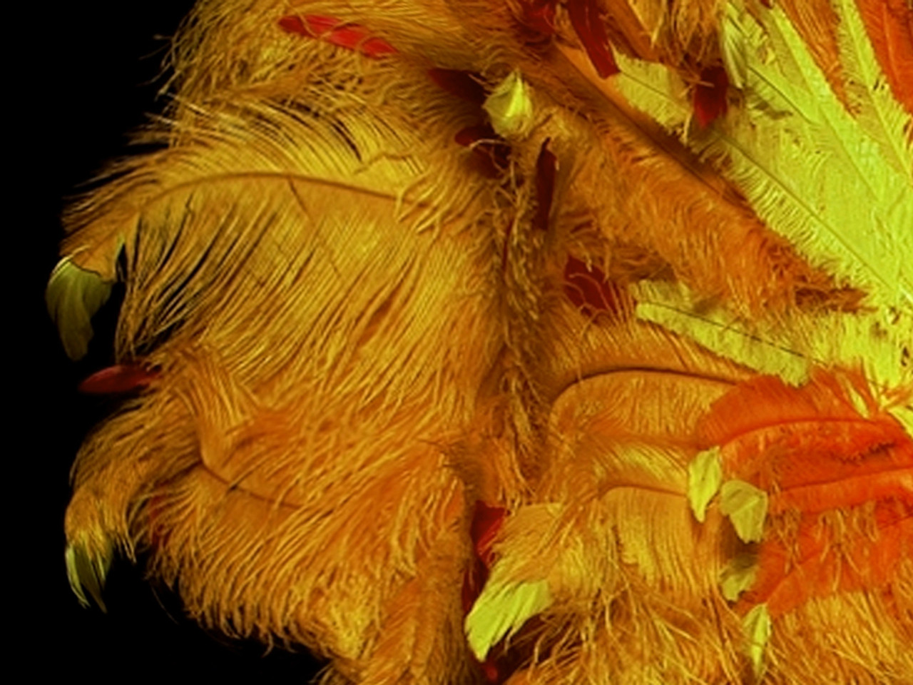 Ostrich Flexible Feathers 9-12 (Golden Yellow) for Sale Online