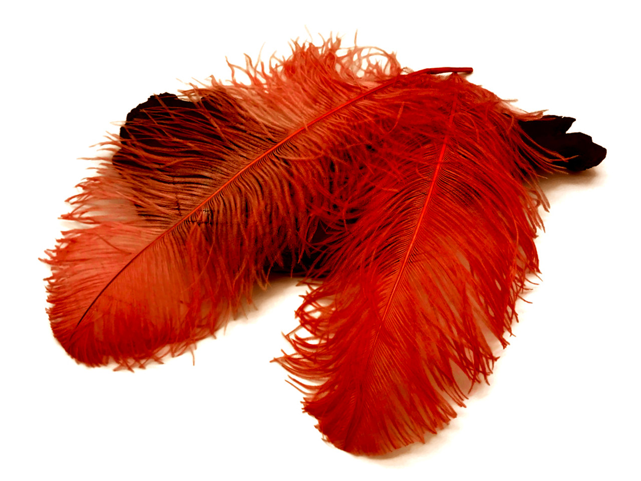 1/2 lb. - 25-29 Black Large Ostrich Wing Plumes Wholesale Feathers (Bulk)