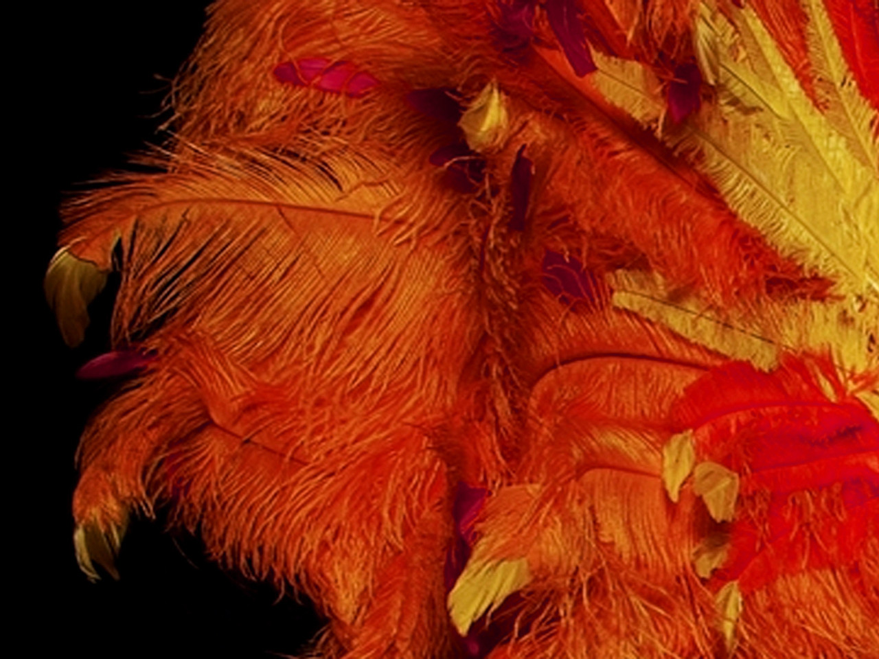 All Ostrich Wing Plume Feathers 20-25 inches by the Piece (CHOOSE YOUR  COLOR)
