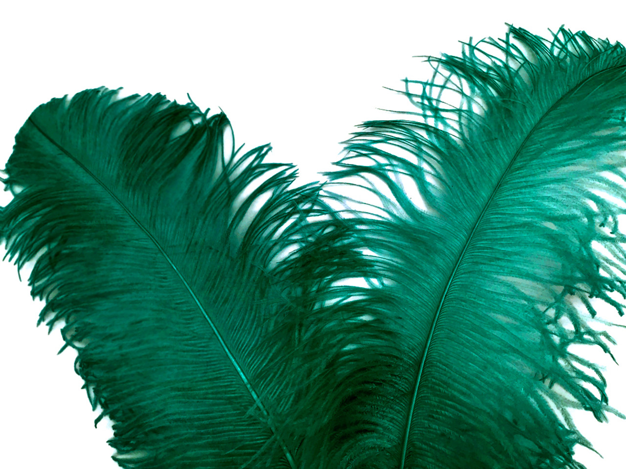 1/2 lb. - 18-24 Teal Green Large Wing Plumes Wholesale Feathers (bulk)